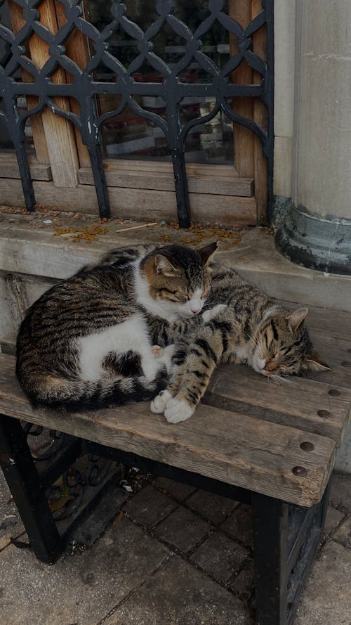 Gratis lagerfoto af dyrefotografering, katte, lodret skud