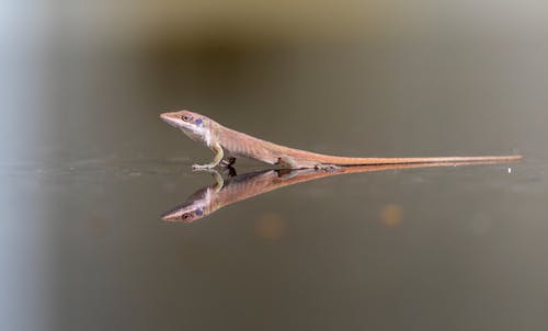 Green anole