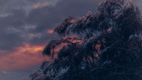 Free A serene snow-covered tree silhouette against a colorful winter sunset sky, showcasing the season's beauty. Stock Photo