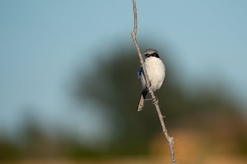 Close-Up Shot of a Great Grey Shrike Bird Perched on the Branch
