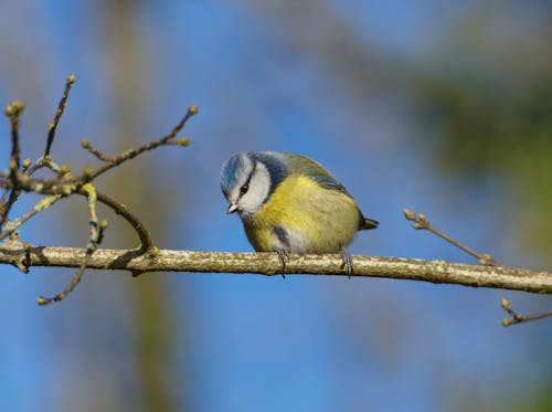 Close-up of a Bird Perching on a Branch 