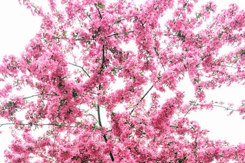 Foto profissional grátis de árvore, cereja, cor-de-rosa