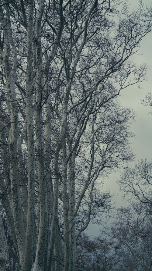 Free Bare birch trees in an Istanbul park during winter, showcasing intricate branches. Stock Photo