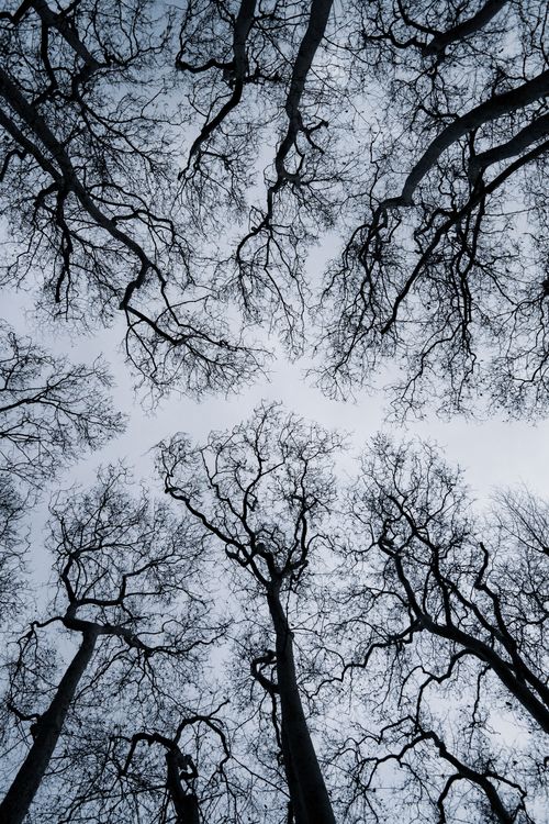 Free A dramatic view of winter trees in İstanbul, creating a natural canopy against a moody sky. Stock Photo