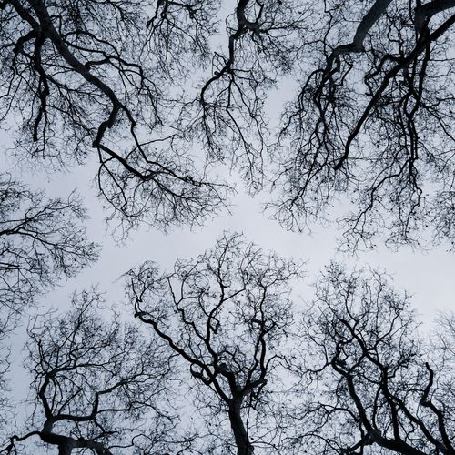 Free A dramatic view of intertwined bare tree branches forming crown shyness, İstanbul. Stock Photo