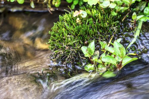 Free Vibrant green moss and plants thrive beside a flowing stream in Beaver, MN. Stock Photo