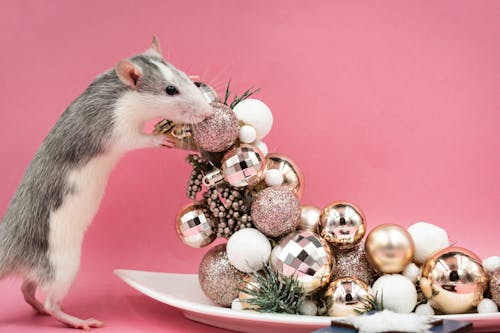 Gratis Immagine gratuita di animale, animale domestico, decorazione natalizia Foto a disposizione