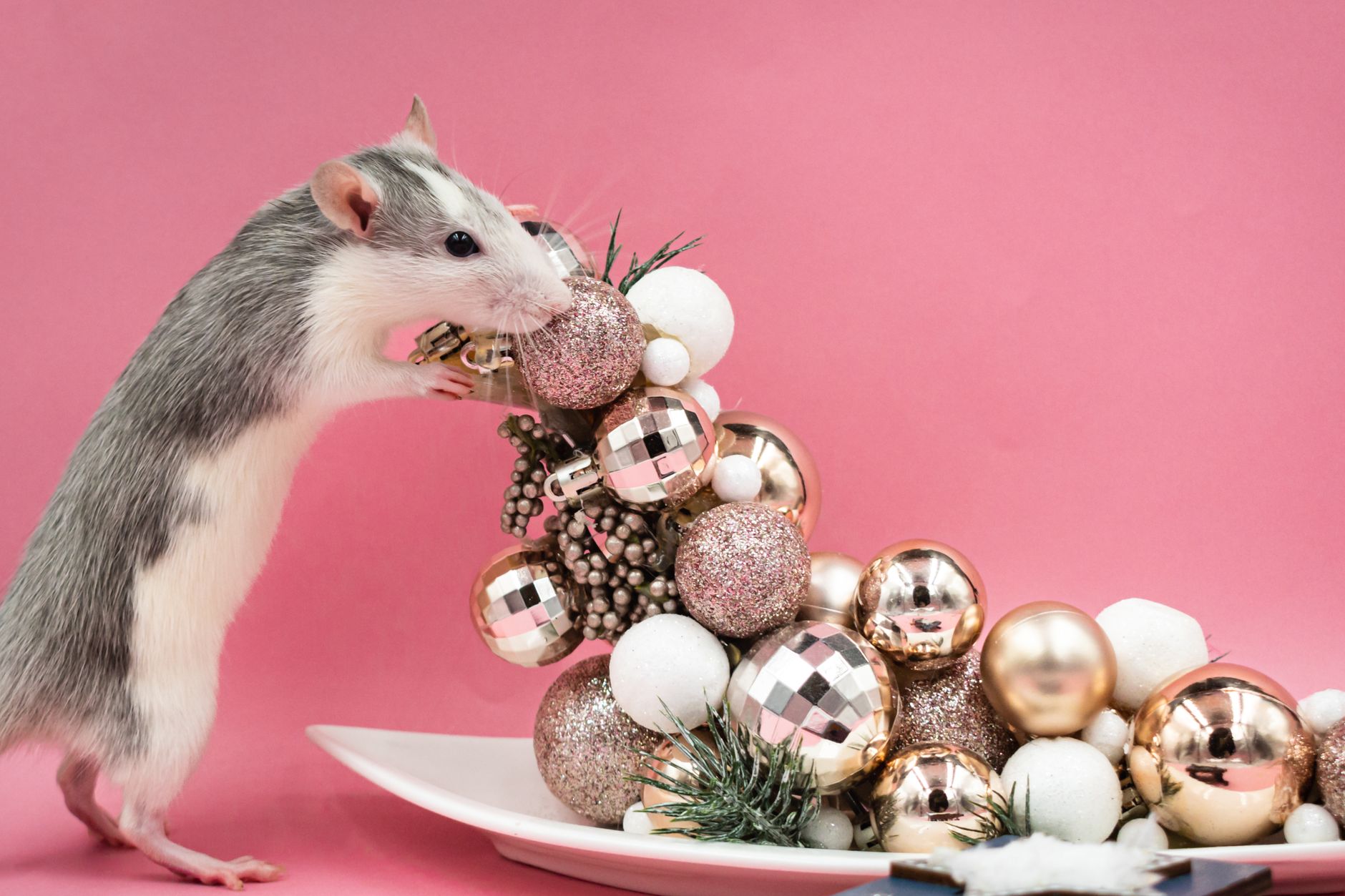 A rat undergoing diagnostic blood testing at a veterinary clinic