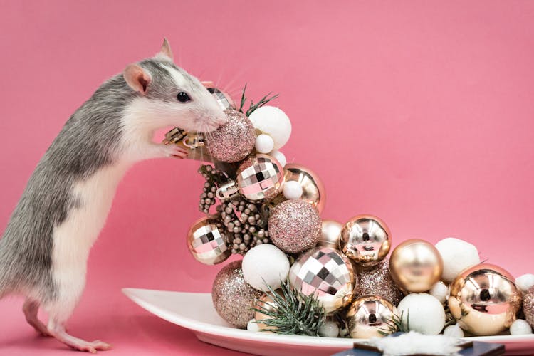 Mouse And Christmas Ornaments 