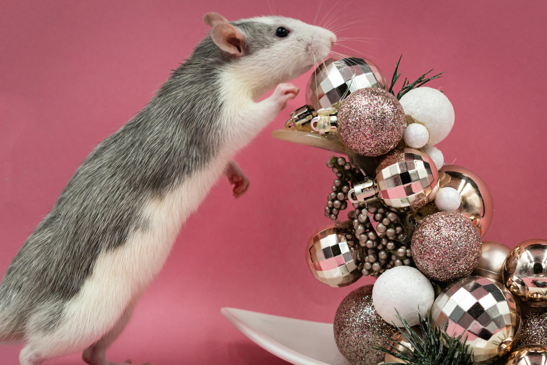 A curious mouse interacting with glittery Christmas decorations against a pink background.