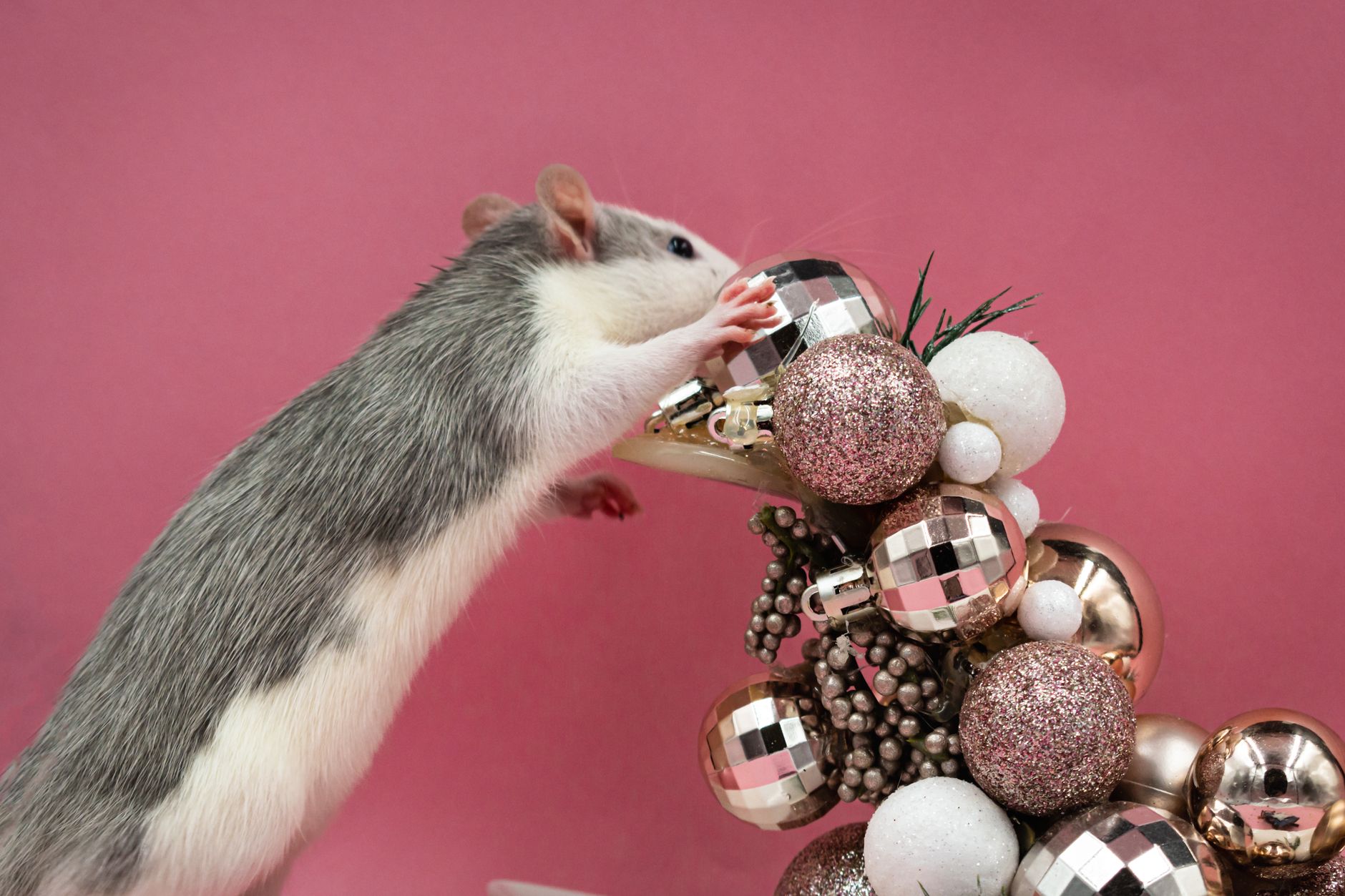 Healthcare and wellness consultation for a rat