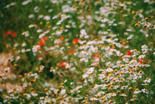 Field of Blooming Chamomile