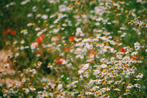 Fotos de stock gratuitas de amapolas, camomila, campo