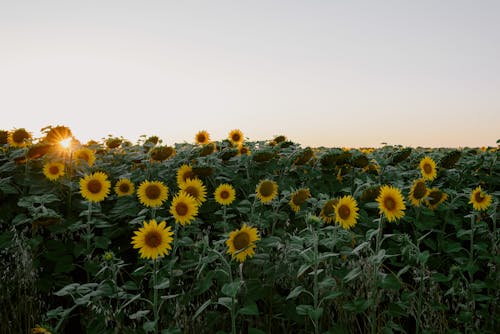 Foto stok gratis bidang, bunga matahari, bunga-bunga