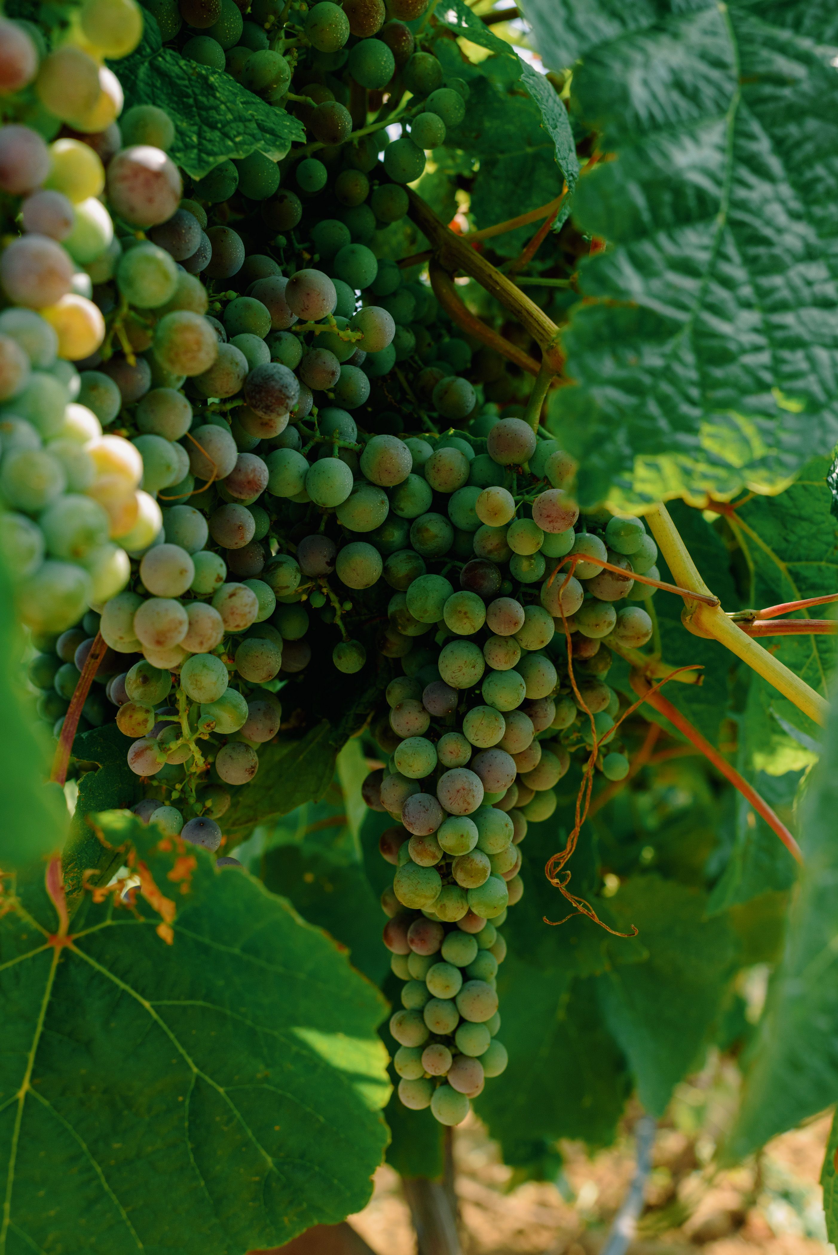 Gratuit Gros Plan Sur Les Raisins Photos