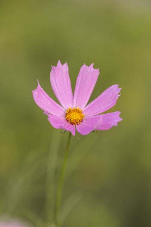 Free Close-up of a pink cosmos flower with delicate petals and green background. Stock Photo