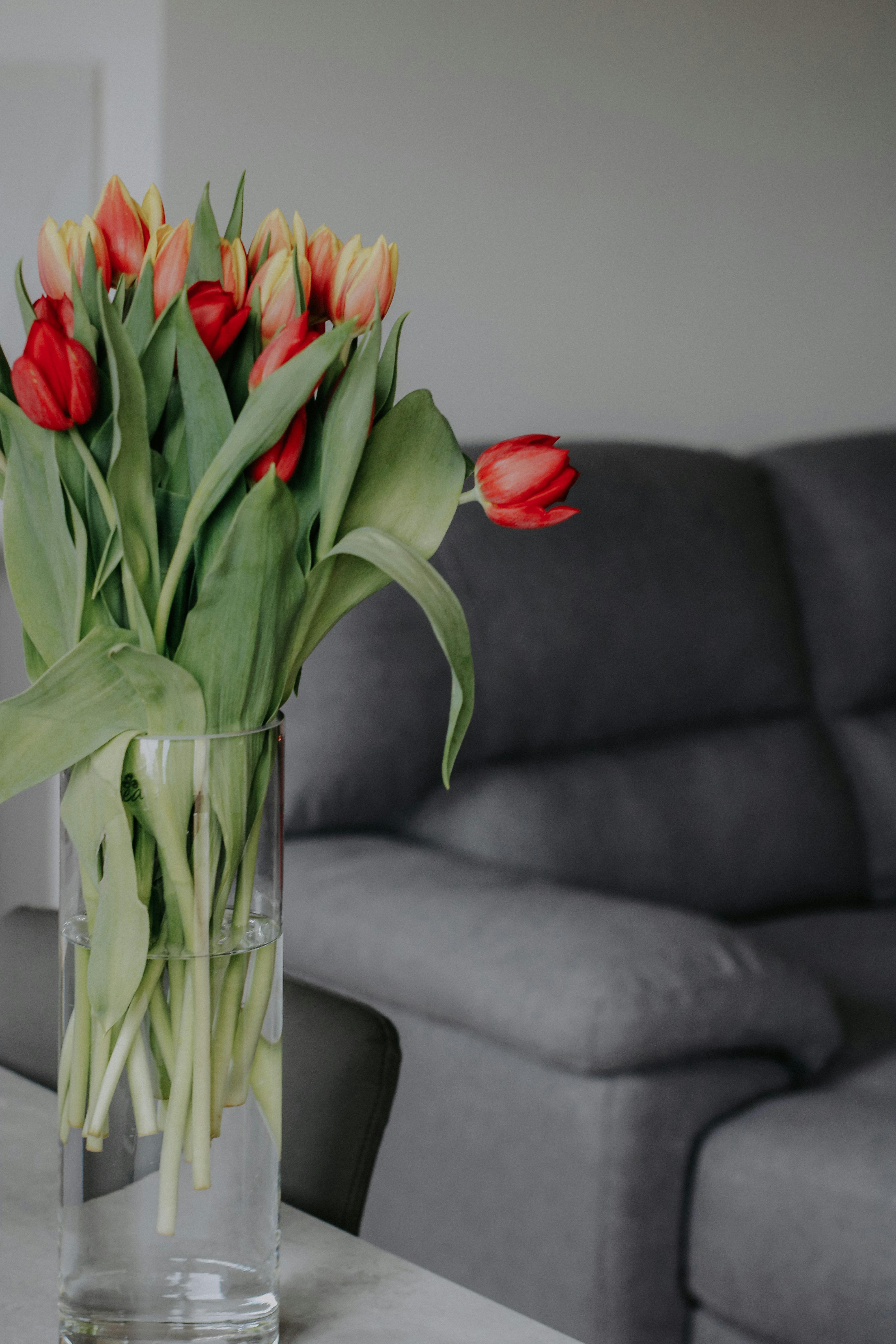 Tulips Room Photos, Download The BEST Free Tulips Room Stock Photos