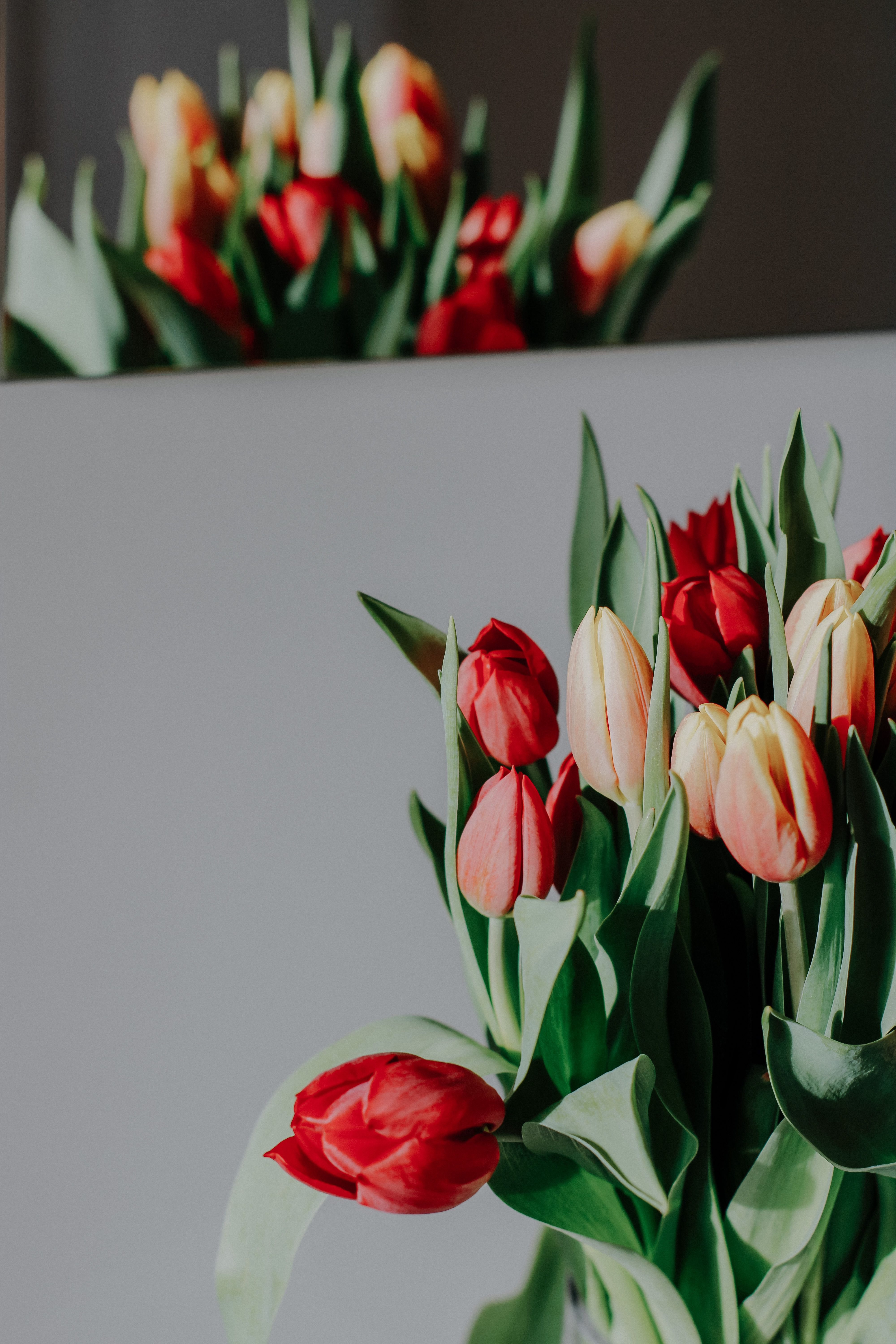 Close-up of vibrant red and orange tulips in bloom reflecting in a mirror, showcasing natural beauty.
