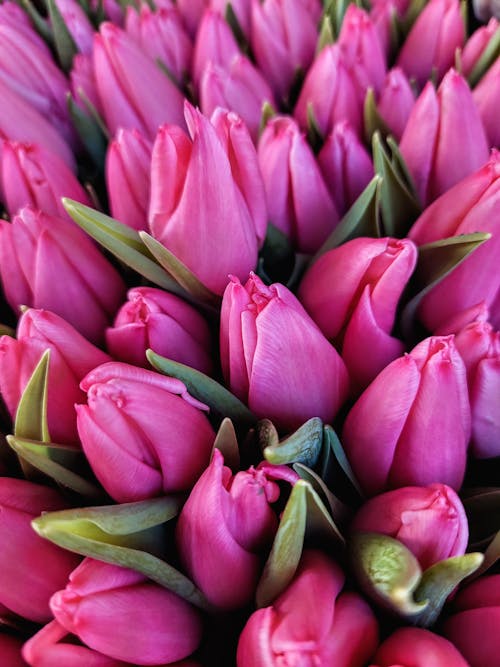 Close-Up Shot of Pink Tulips 