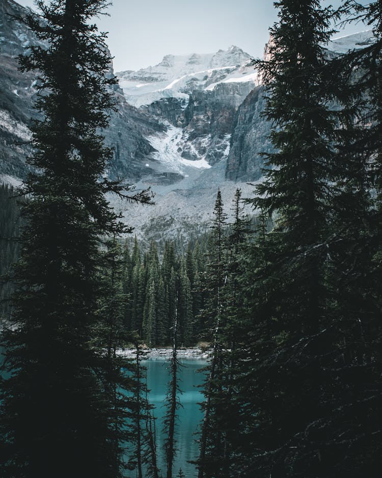 Gray And White Mountains Surrounded By Trees