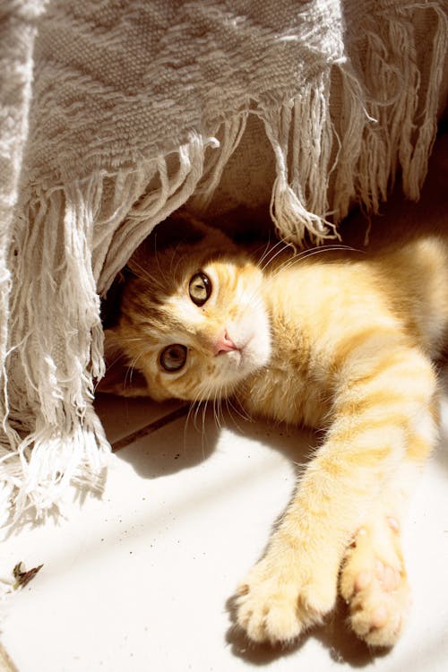 Free Photo of a Tabby Kitten Stock Photo