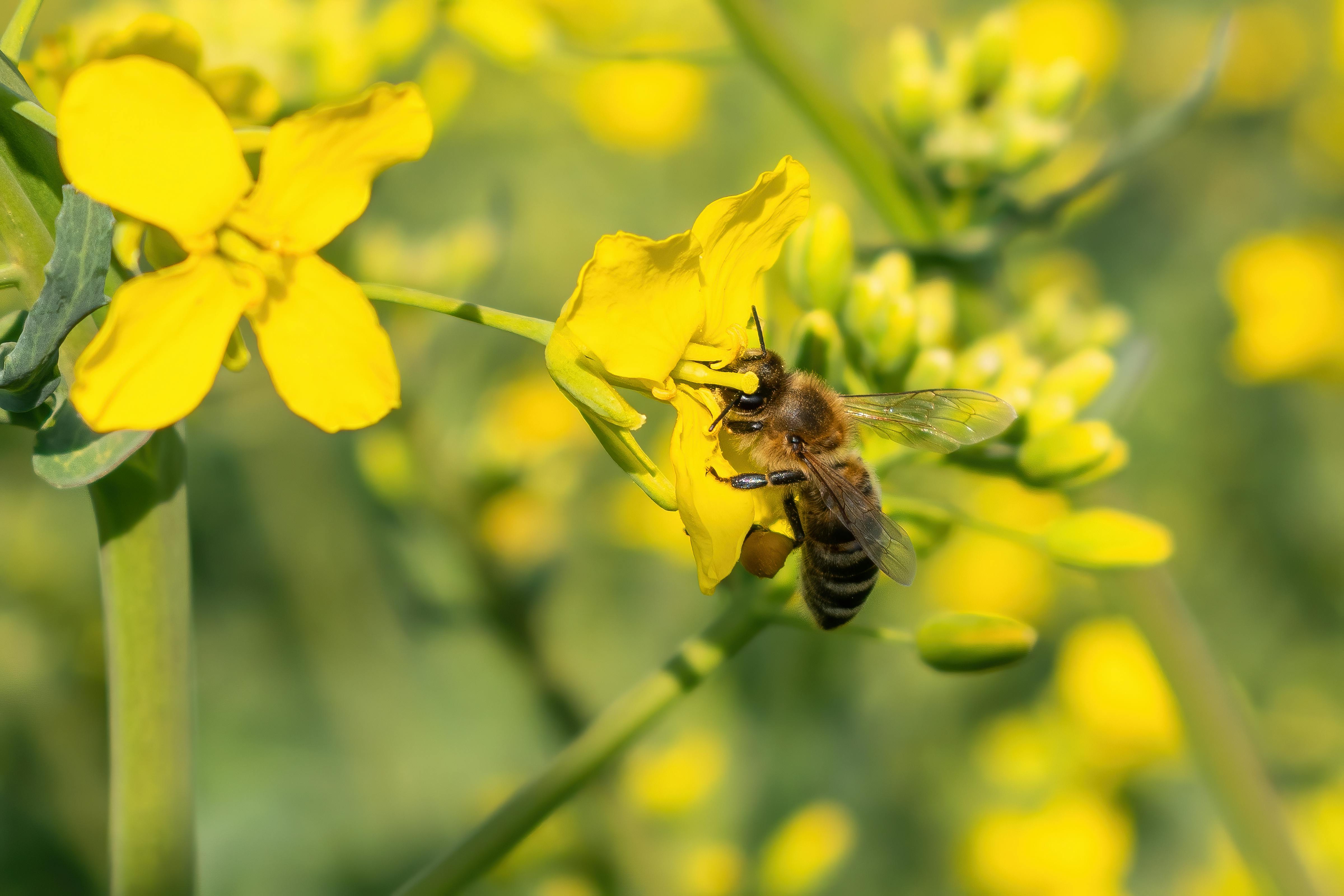 blueberry pollination bees and flowers