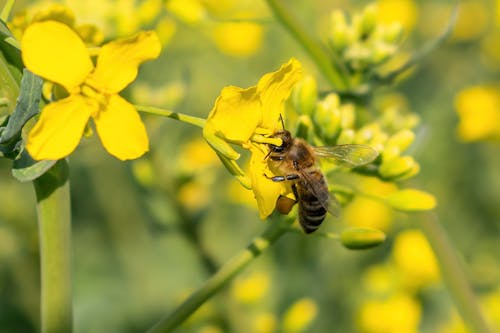 Close-Up Shot of a Western Honey Bee on Yellow Flower
