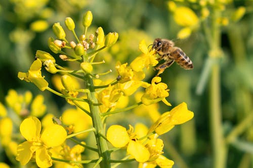 Close-Up Shot of a Western Honey Bee on Yellow Flowers