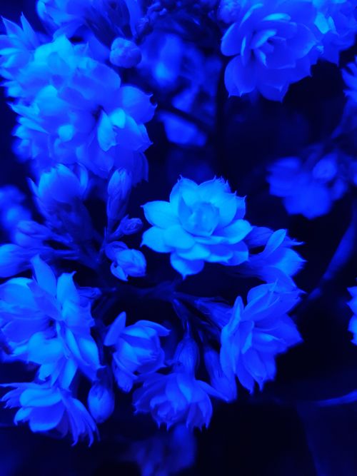 Free stock photo of blue, blue light, flowers Stock Photo