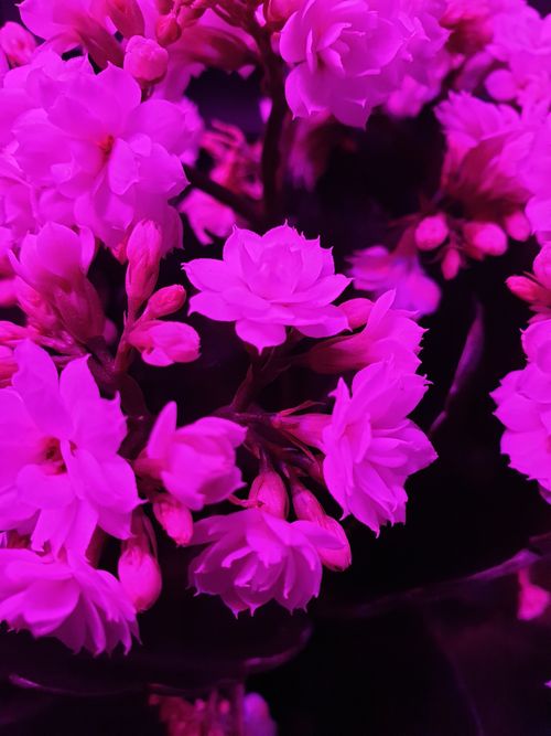 Free stock photo of flowers, growth lamp, light Stock Photo