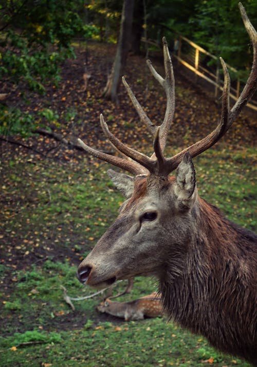 Kostenloses Stock Foto zu geweih, hirsch, kopf