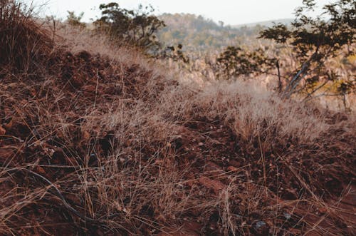 Kostnadsfri bild av äventyr, Brasilien, cerrado