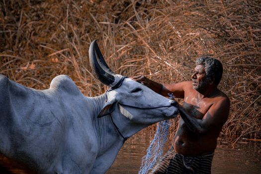 Man Cleaning Ox