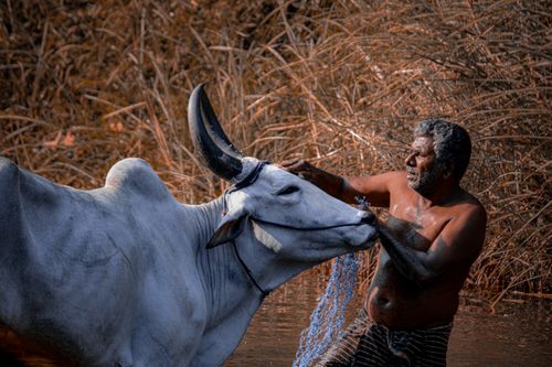 Free Man washing an ox in a rural river setting, showcasing traditional cattle care. Stock Photo