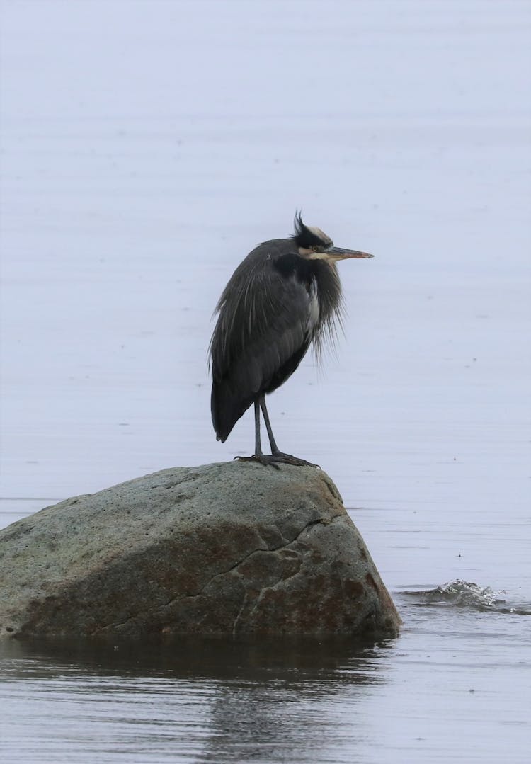 A Bird Perched On A Rock On A Body Of Water