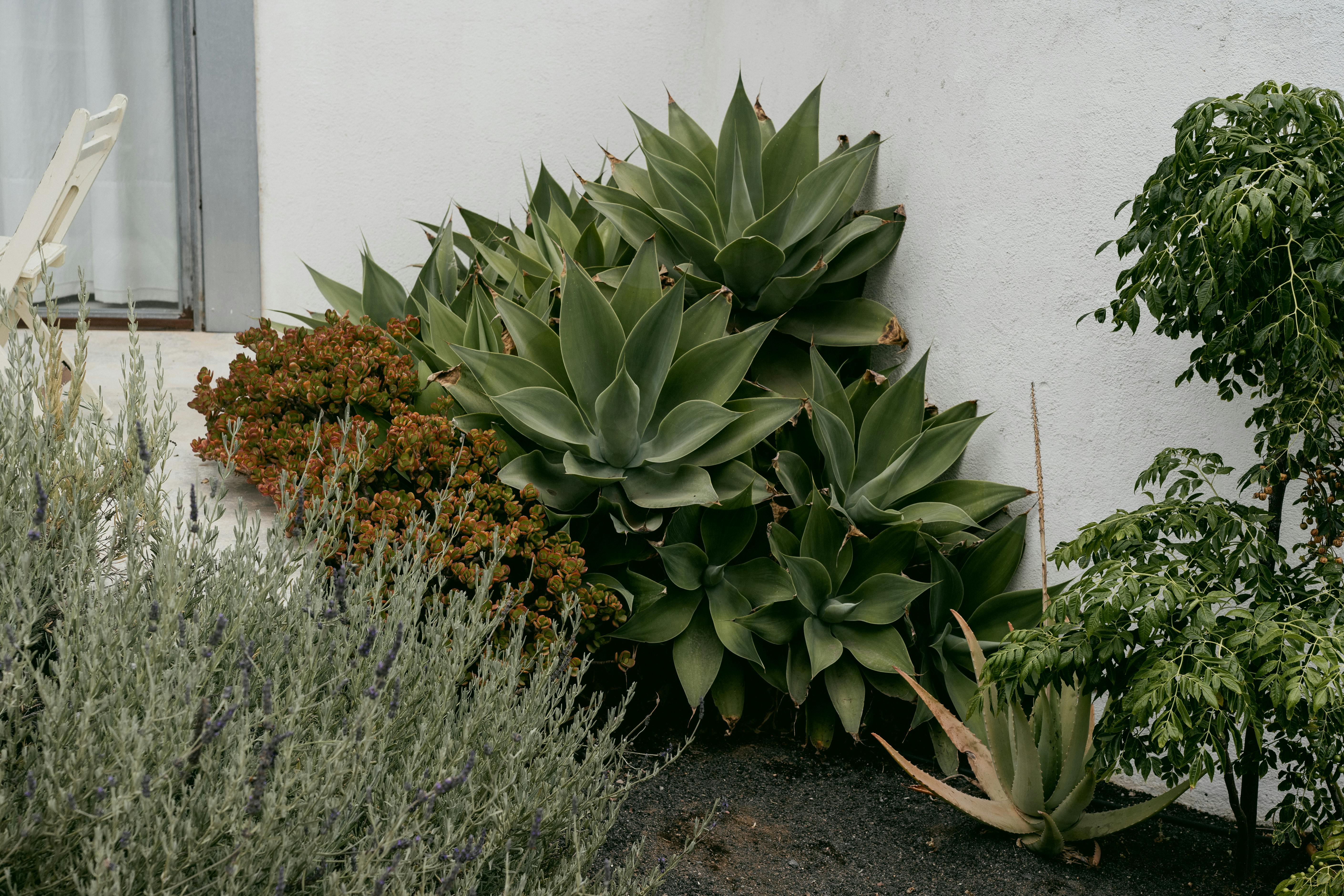 A Landscape Designer’s Favorite Gardening Tools — Photo by alleksana on Pexels