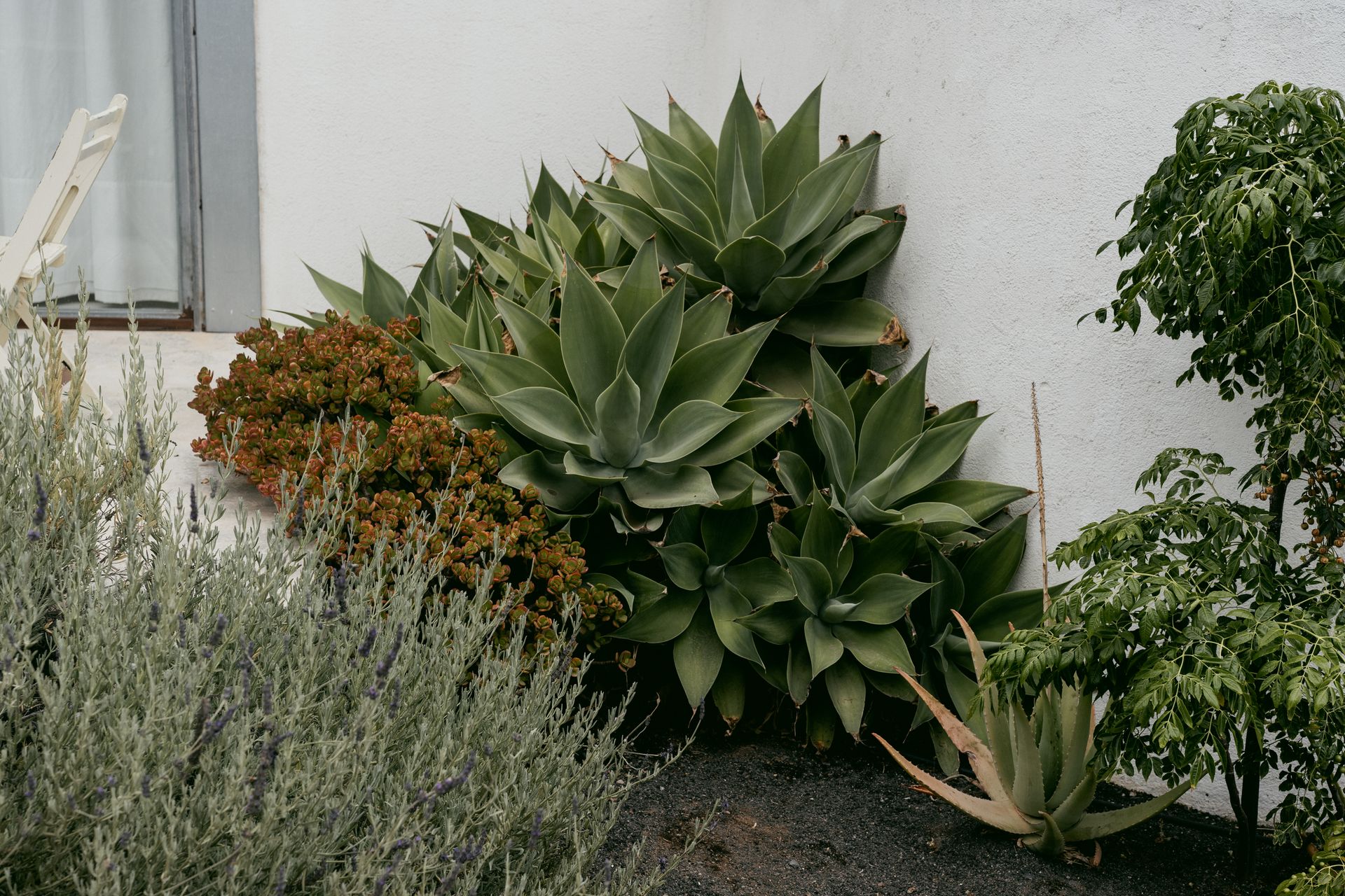 lush dry exotic garden design