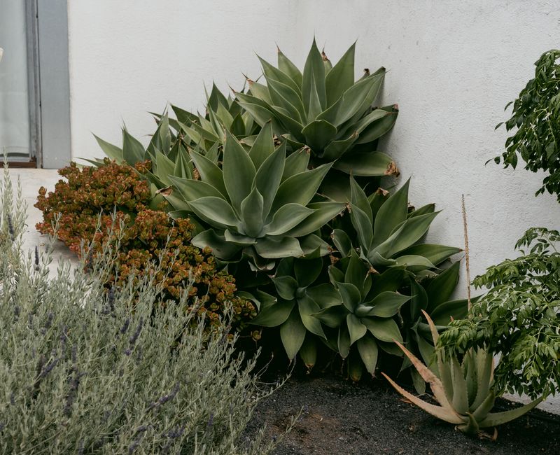 Giardino moderno con piante sostenibili