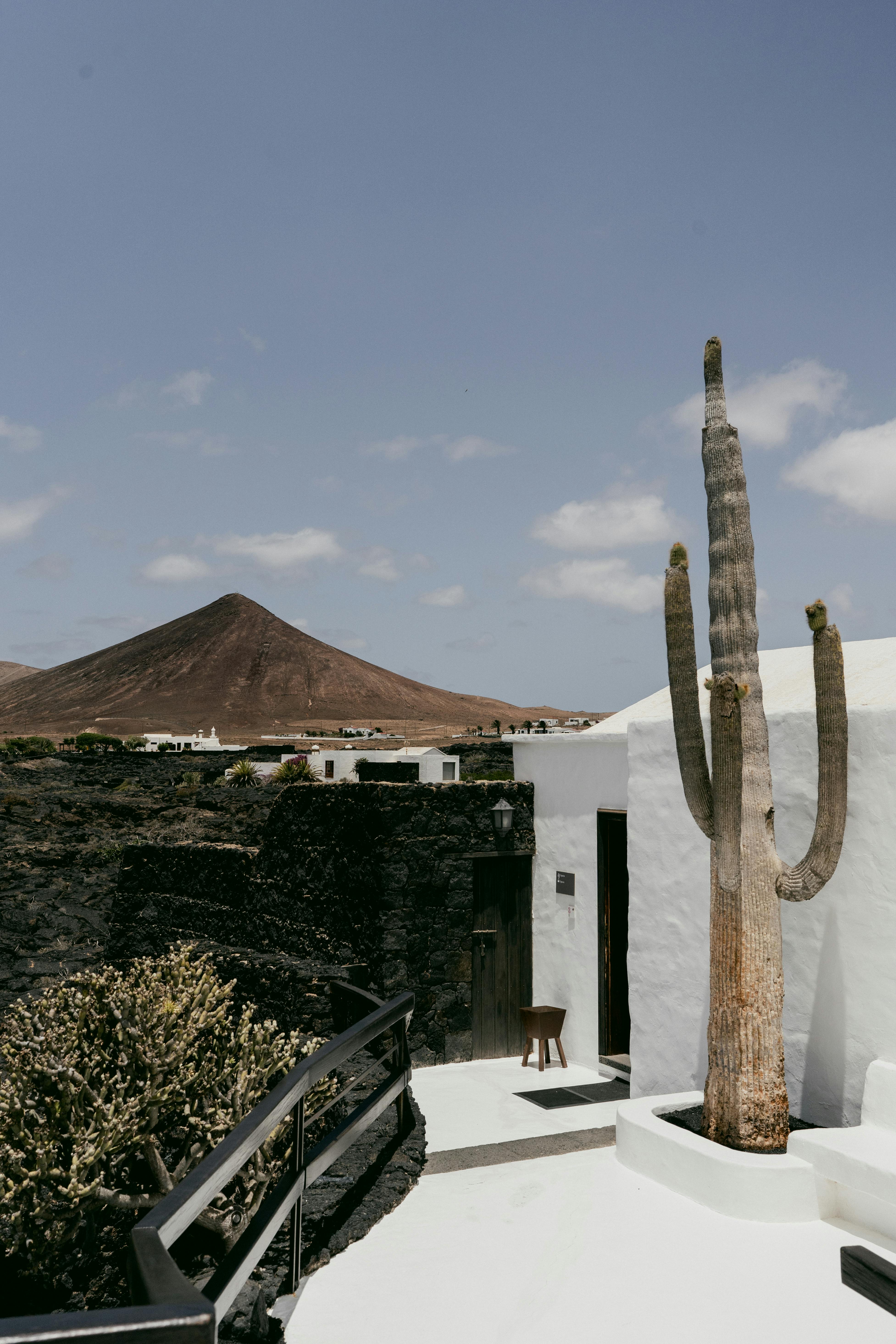 A striking view of a tall cactus beside a white building, set against a mountain backdrop under a clear sky.