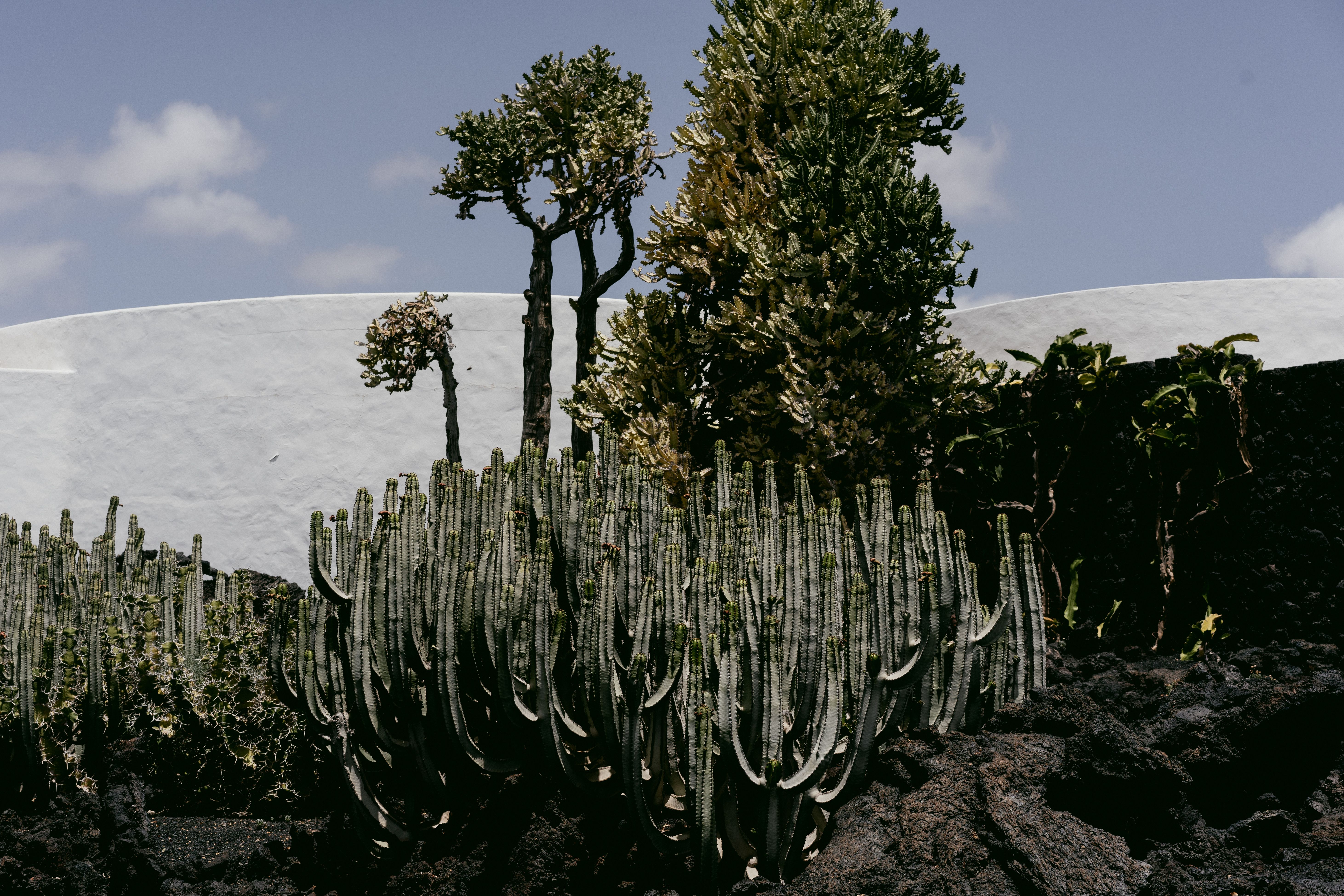 Jardín — Jardín