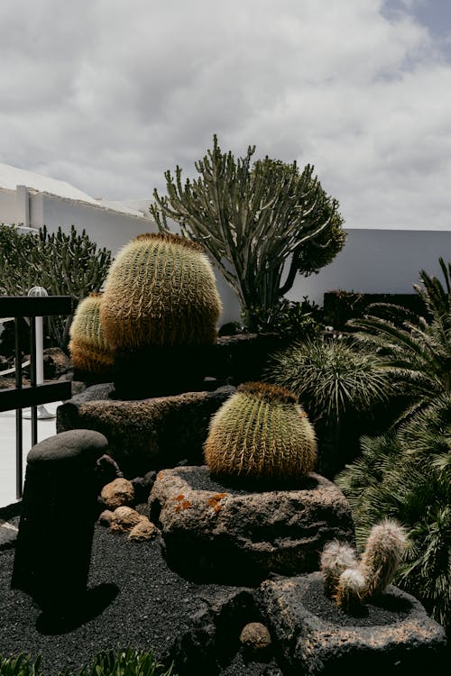 Photo of a Garden with Cacti