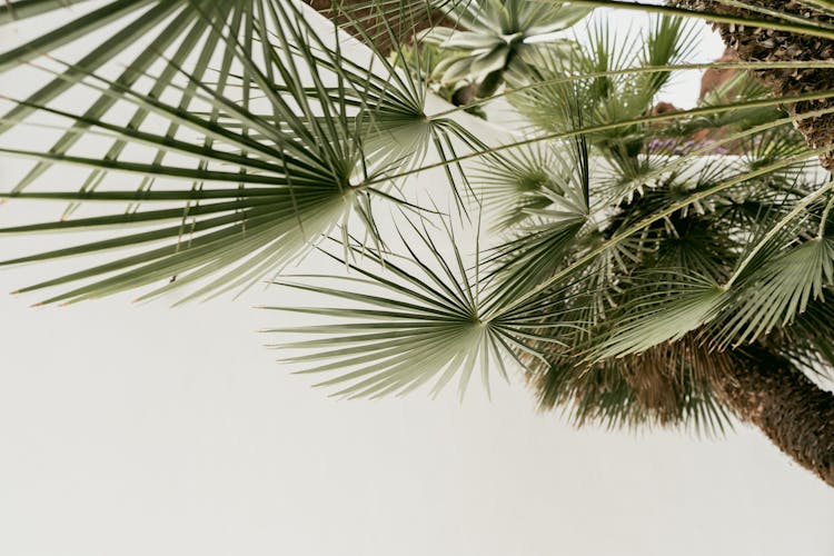 Leaves Of Tropical Palm Tree