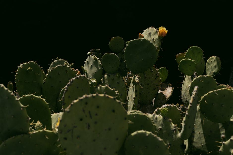 A moody photograph of prickly pear cacti with sunlight highlighting their unique shapes.