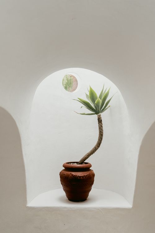 Free A lone succulent in a terracotta pot placed in a white niche, offering minimalist home decor inspiration. Stock Photo