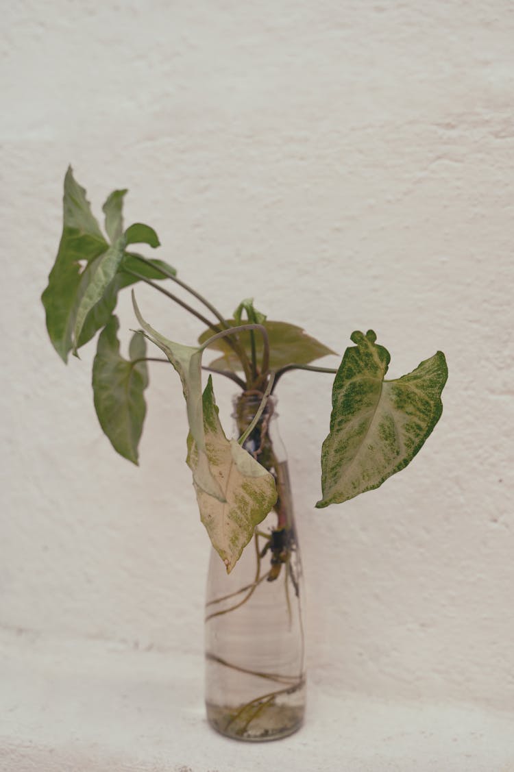 An Arrowhead Plant In A Glass Bottle