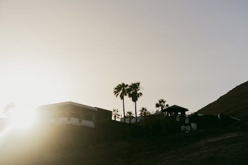 Palm Trees in Resort at Dawn