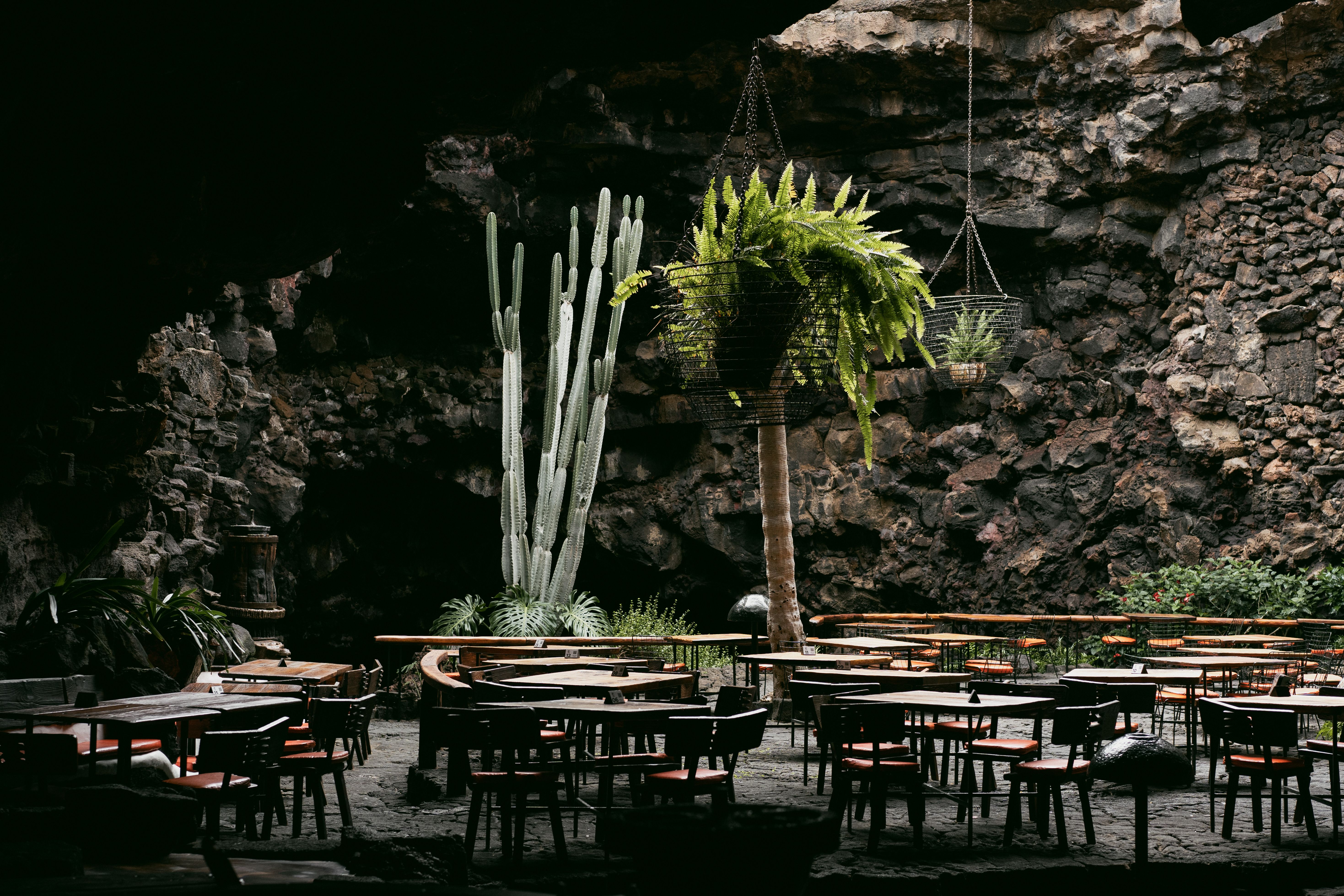 Unique cafe interior in a cave setting with cactus and hanging plants, creating a natural ambiance.
