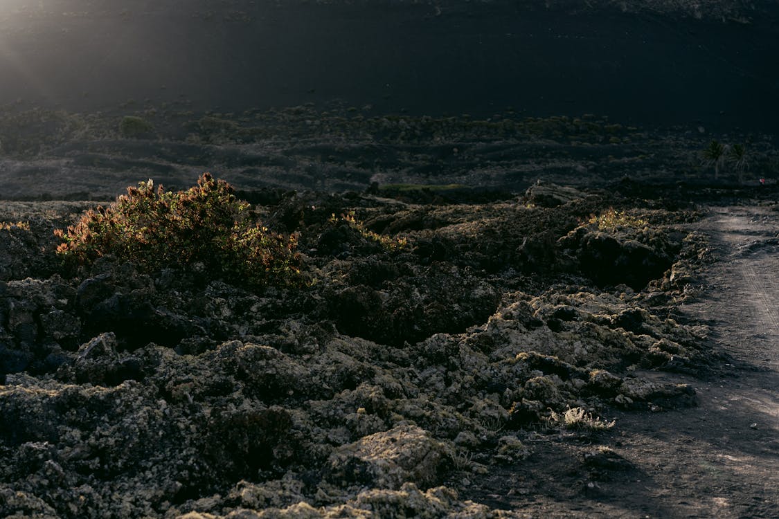 Rocks on Ground · Free Stock Photo