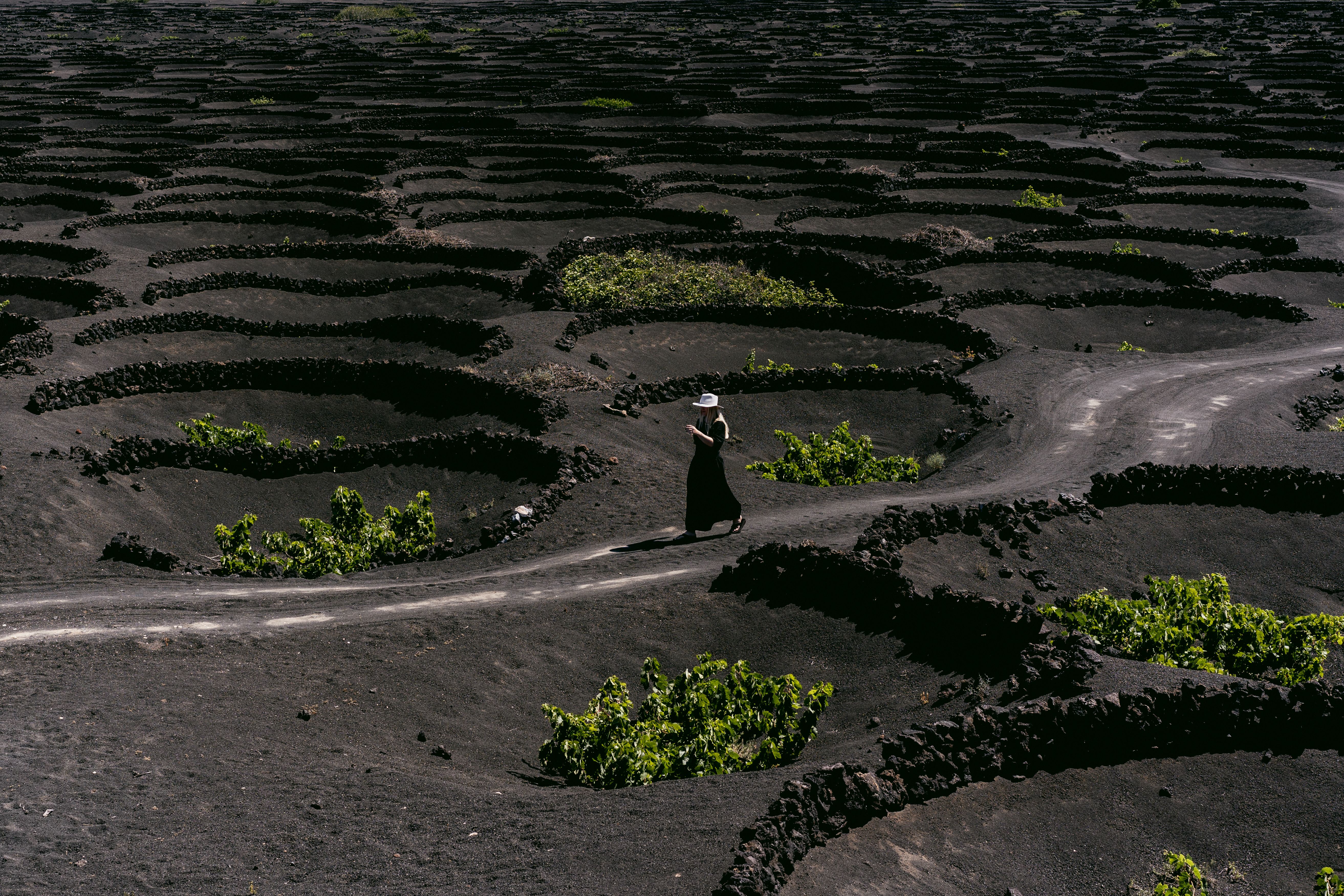 A woman strolls through volcanic vineyards on a sunny day, showcasing unique terraced landscapes.