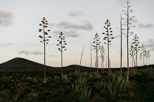 bitki örtüsü, bitkiler, boş arazi içeren Ücretsiz stok fotoğraf